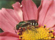 Green Bee photograph
