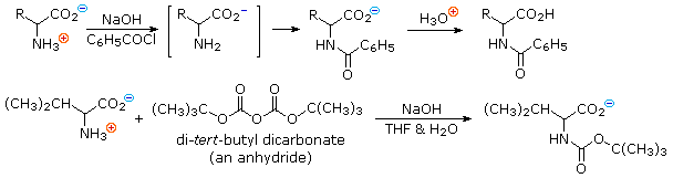 Amine acylation of amino acids: with benzoyl chloride/NaOH, and t-BOC protection using di-tert-butyl dicarbonate