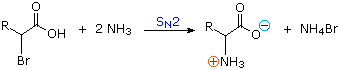 Amino acid synthesis by SN2 amination of an alpha-bromocarboxylic acid with ammonia