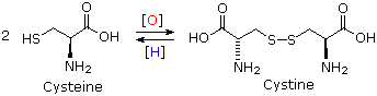 Cysteine-cystine interconversion: oxidation of two cysteine thiols to a cystine disulfide and reduction back