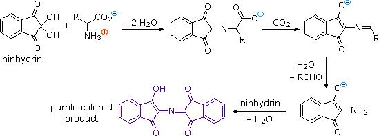 Ninhydrin reaction mechanism with an amino acid forming the purple-colored imino product, losing CO2 and aldehyde